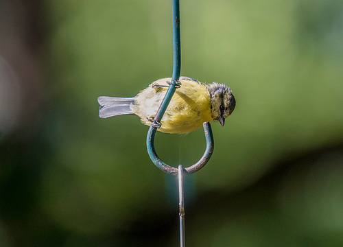 Blue tit.2jpg