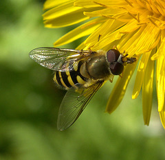 Hoverfly