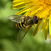 Hoverfly