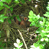 Baby cardinals