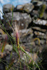 Hordeum jubatum