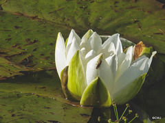 Water lilies still blooming