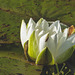 Water lilies still blooming
