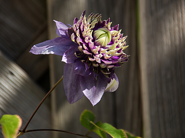 20210619 4348VRAw [D~LIP] Waldrebe (Clematis 'Taiga'), Bad Salzuflen