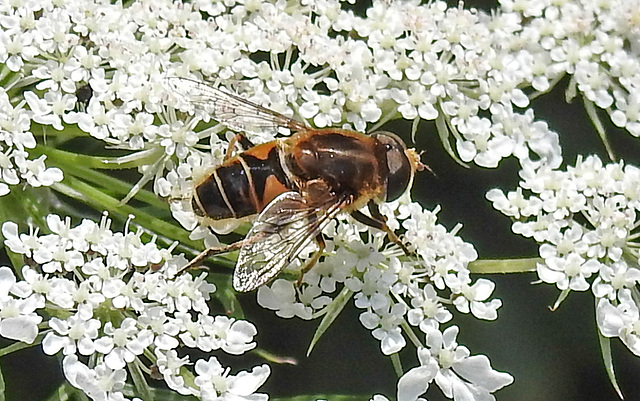 20210727 2055CPw [D~LIP] Totenkopf-Schwebfliege (Myathropa florea), Möhre (Daucus carota), Bad Salzuflen