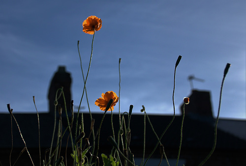 Poppies