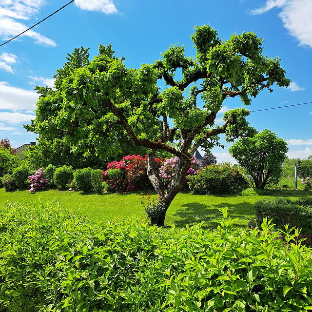 Apfelbaum