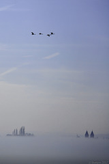 Nebel am Bodensee ... Blick von Allensbach zur Reichenau (© Buelipix)