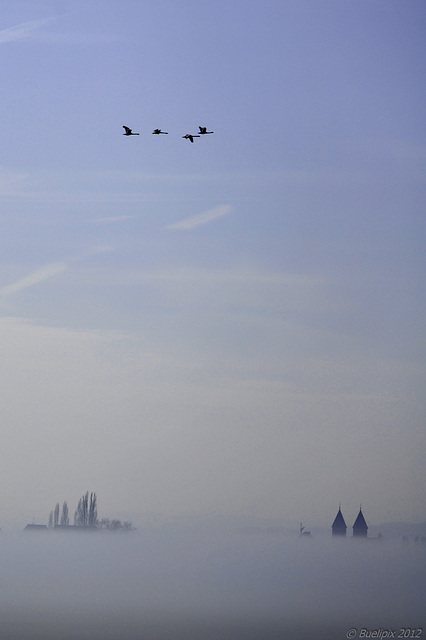 Nebel am Bodensee ... Blick von Allensbach zur Reichenau (© Buelipix)