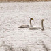 Whooper swans Whooper swans