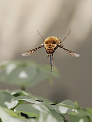 Schwebe Fliege