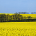 Rügen-Raps