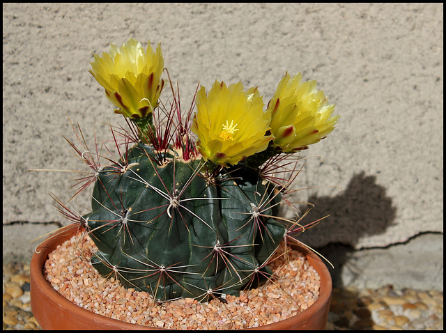 Ferocactus hamatacanthus