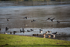 20150206 6802VRTw [D~SHG] Enten, Weser, Rinteln