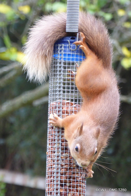 Red Squirrel