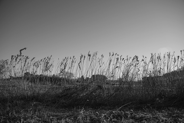 Dry weeds