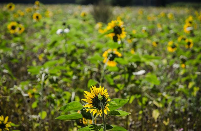 Sonnenblumenfeld