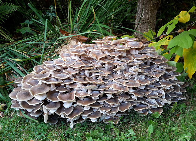 Honey fungus