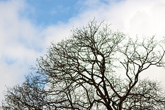 20150403 3595RTw [D~RI] Baum, Rinteln