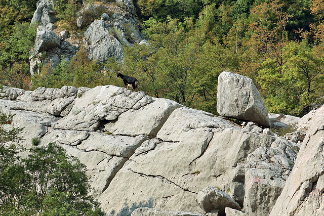 Nationalpark Paklenica - Der Weg von Anica kuk nach Starigrad (6) - Wildziegen