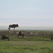 Ngorongoro, The Wildebeests