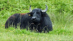 20190613 5148CPw [R~GB] Wasserbüffel, Wales