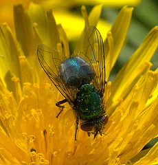 Bluebottle