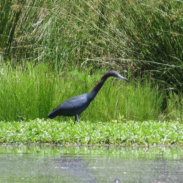 Little blue heron