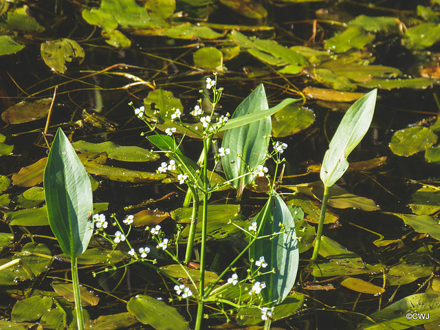 Pond flowers