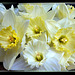 Delicate Daffodils Blossoms... ©UdoSm
