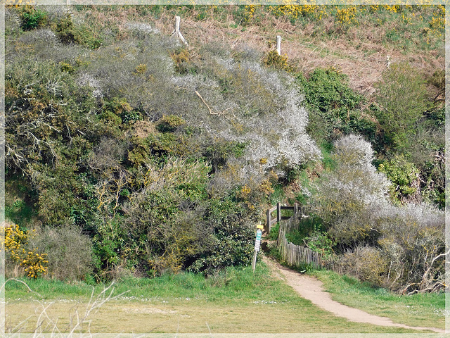 Le sentier de randonnée à l'anse Duguesclin (35)