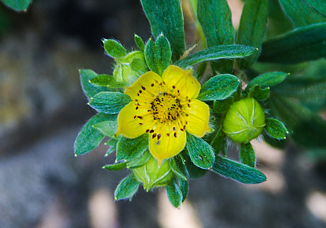 20210619 4352VRMw [D~LIP] Fingerstrauch (Potentilla fruticosa), Bad Salzuflen