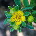 20210619 4352VRMw [D~LIP] Fingerstrauch (Potentilla fruticosa), Bad Salzuflen