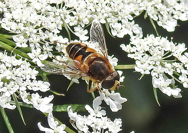 20210727 2056CPw [D~LIP] Totenkopf-Schwebfliege (Myathropa florea), Möhre (Daucus carota), Bad Salzuflen
