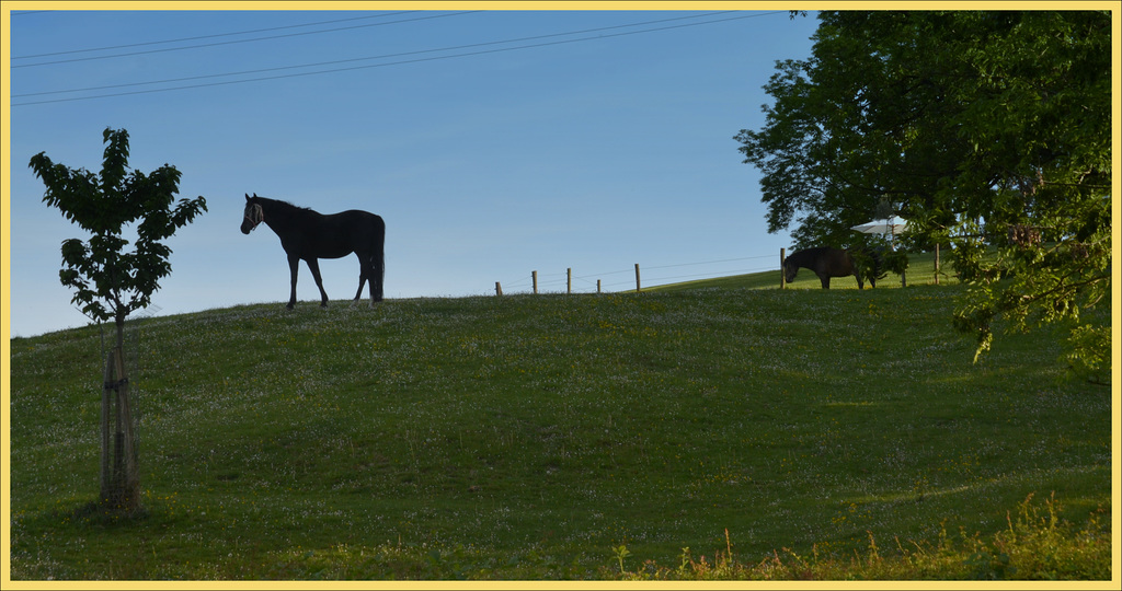 The watchman on the hill