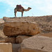 Camel amid the ruins