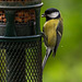 Great tit Great tit