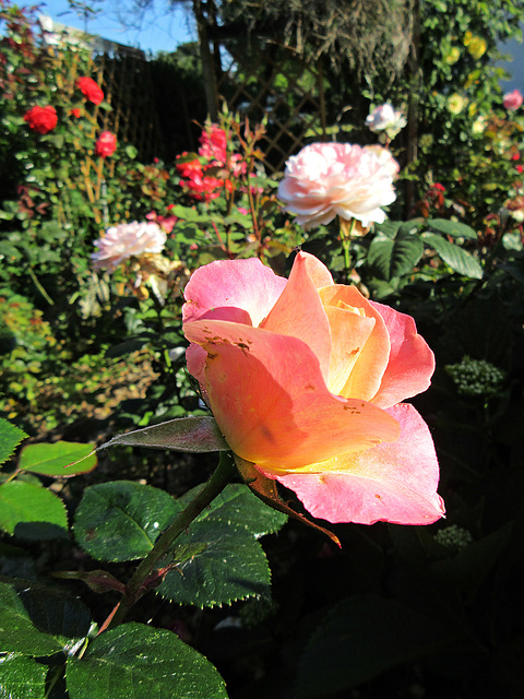 le bonheur du temps des roses