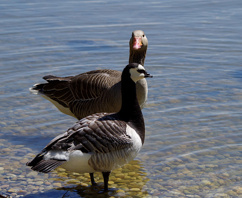 parc des oiseaux - Villars les Dombes