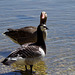 parc des oiseaux - Villars les Dombes