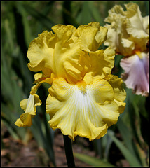 Iris Magical Moonlight (1) Iris Magical Moonlight (1)
