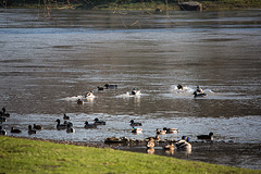 20150206 6803VRTw [D~SHG] Enten, Weser, Rinteln