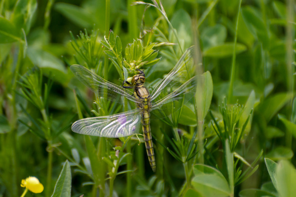 Black-tailed Skimmer - Black-tailed Skimmer DSA-0214