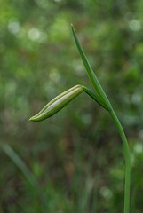 Cleistesiopsis divaricata (Large Rosebud orchid) in bud