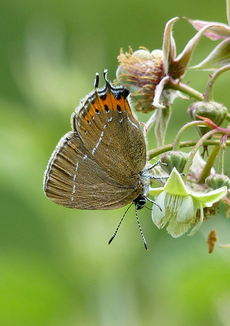 Thécla du prunier  (Satyrium pruni)