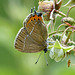 Thécla du prunier  (Satyrium pruni)