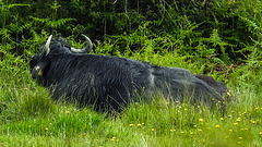 20190613 5149CPw [R~GB] Wasserbüffel, Wales