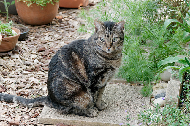 Les squatters de terrasse (1)