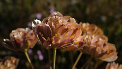 Thapsia transtagana, Canafrecha