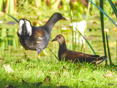 The Moorhens looks as if they consider themselves resident now